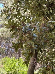 Aextoxicon punctatum