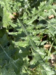 Cirsium texanum
