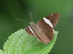 Autochton bipunctatus