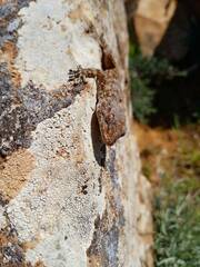 Tarentola mauritanica