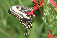 Papilio ophidicephalus