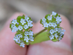 Valerianella