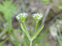 Valerianella