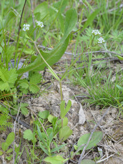 Valerianella