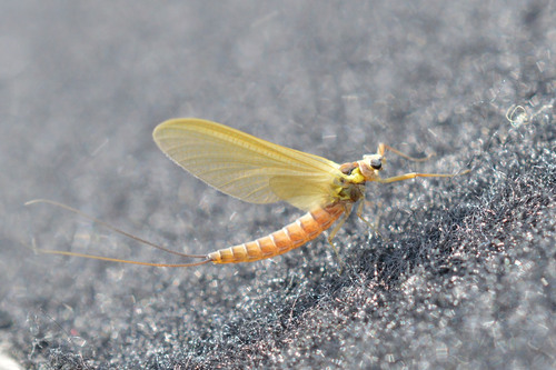 Metreletus balcanicus