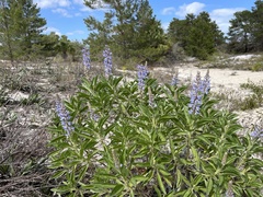 Lupinus diffusus