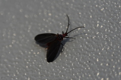 Drosicha