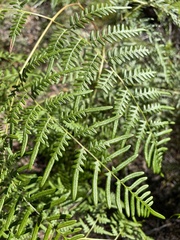 Pteridium caudatum