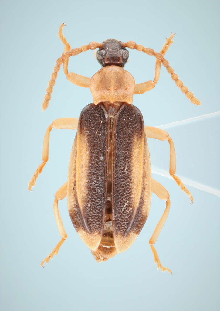 Ischalia costata