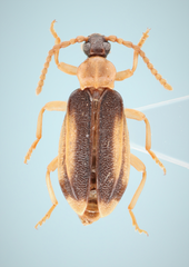 Ischalia costata