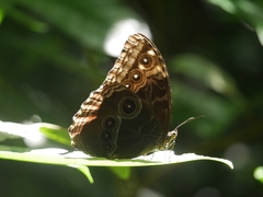 Morpho helenor marinita