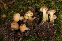 Inocybe luteifolia