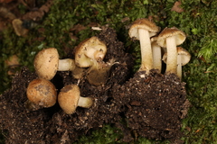 Inocybe luteifolia