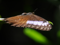Morpho helenor marinita