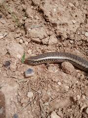 Chalcides ocellatus
