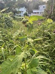 Crassocephalum crepidioides