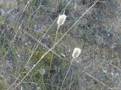 Trifolium angustifolium