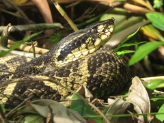 Bothrops jararacussu