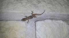 Hemidactylus turcicus