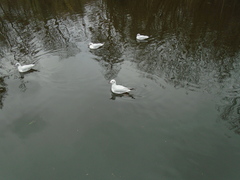 Chroicocephalus ridibundus