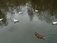 Chroicocephalus ridibundus