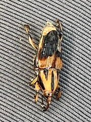 Metamasius sericeus