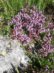 Thymus praecox