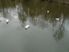 Chroicocephalus ridibundus