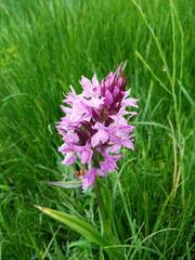 Dactylorhiza elata