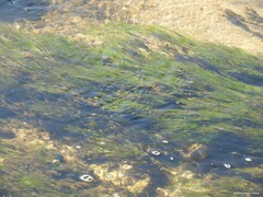 Ranunculus aquatilis