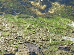 Ranunculus aquatilis