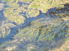 Ranunculus aquatilis