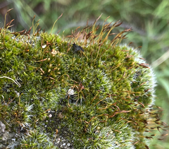 Tortula muralis