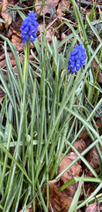 Muscari armeniacum
