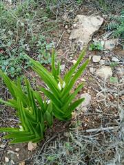 Cephalanthera longifolia image