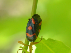 Cercopis arcuata