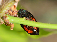 Cercopis arcuata