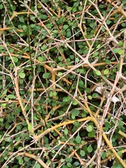 Coprosma virescens
