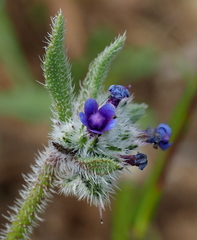 Anchusa aggregata