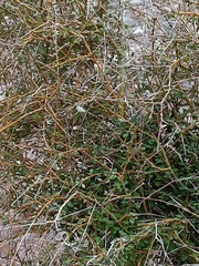 Coprosma virescens