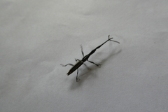 Brentus anchorago