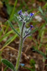 Anchusa aggregata