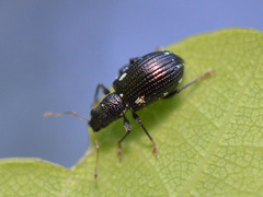 Polydrusus picus