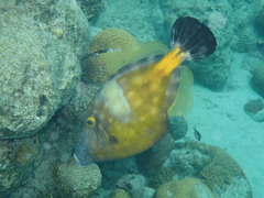 Cantherhines macrocerus