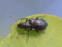 Polydrusus picus