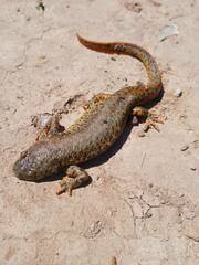 Pleurodeles nebulosus