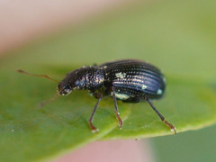 Polydrusus picus