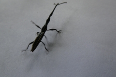Brentus anchorago