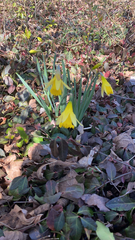 Narcissus pseudonarcissus