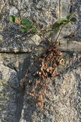 Potentilla fragarioides
